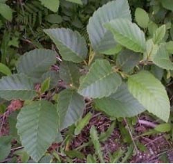 Alder red Alnus rubra